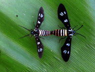kopulace přástevníků (Lepidoptera: Arctiidae; Západní Papua, Indonézie)